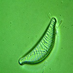 micro-algae